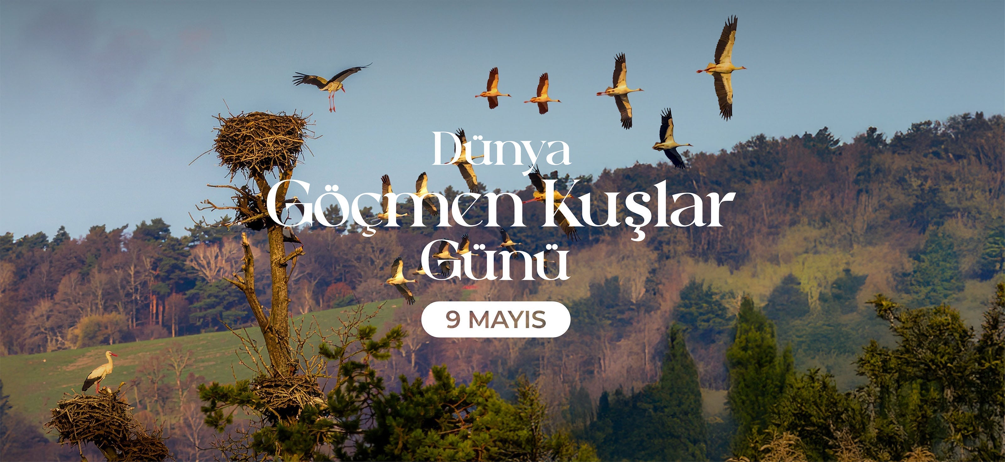 Dünya Göçmen Kuşlar Günü